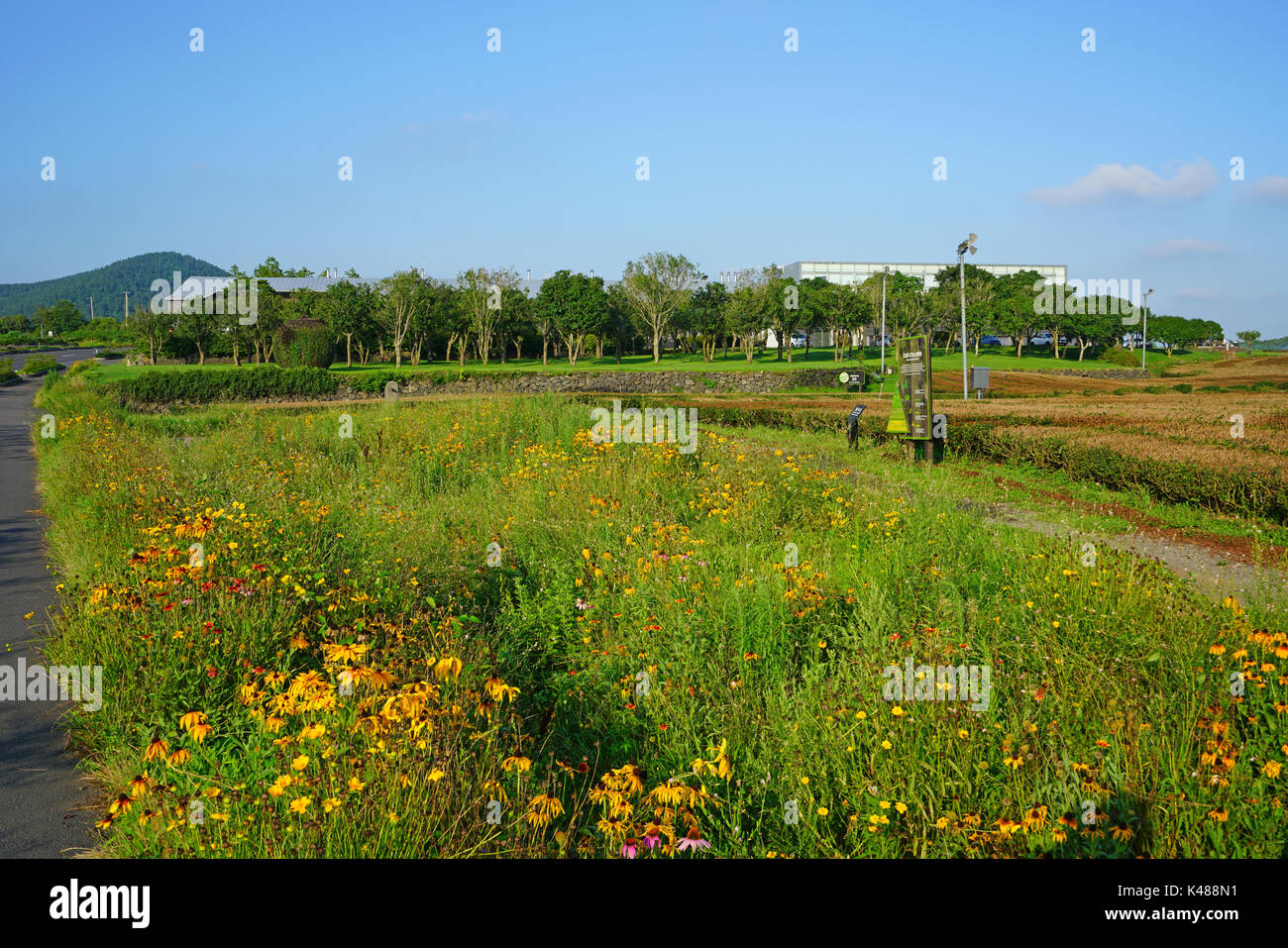 Il tè osulloc museum e la piantagione di tè situato accanto al innisfree house store e cafe di seogwipo sull'isola di Jeju in Corea del Sud Foto Stock