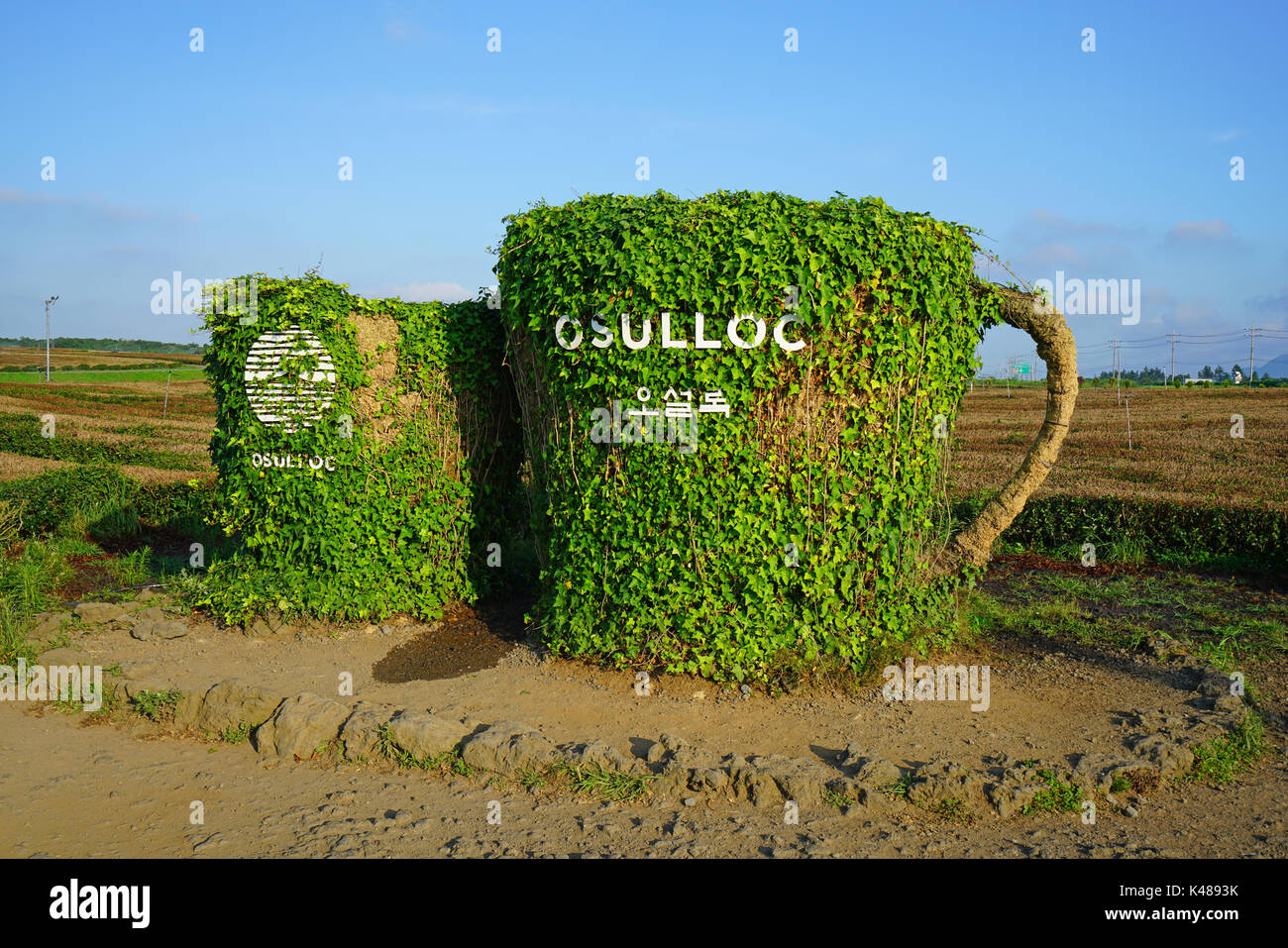 Il tè osulloc museum e la piantagione di tè situato accanto al innisfree house store e cafe di seogwipo sull'isola di Jeju in Corea del Sud Foto Stock