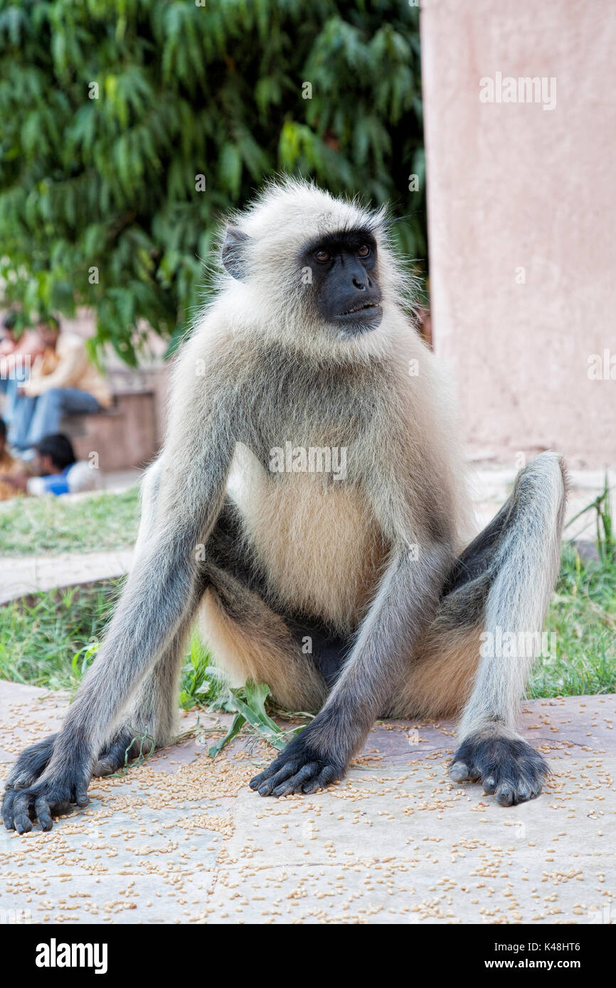 Grigio scimmia Langur Presbytis entellus è considerata come sacri dell'Induismo. Jodhpur Rajasthan in India. Foto Stock