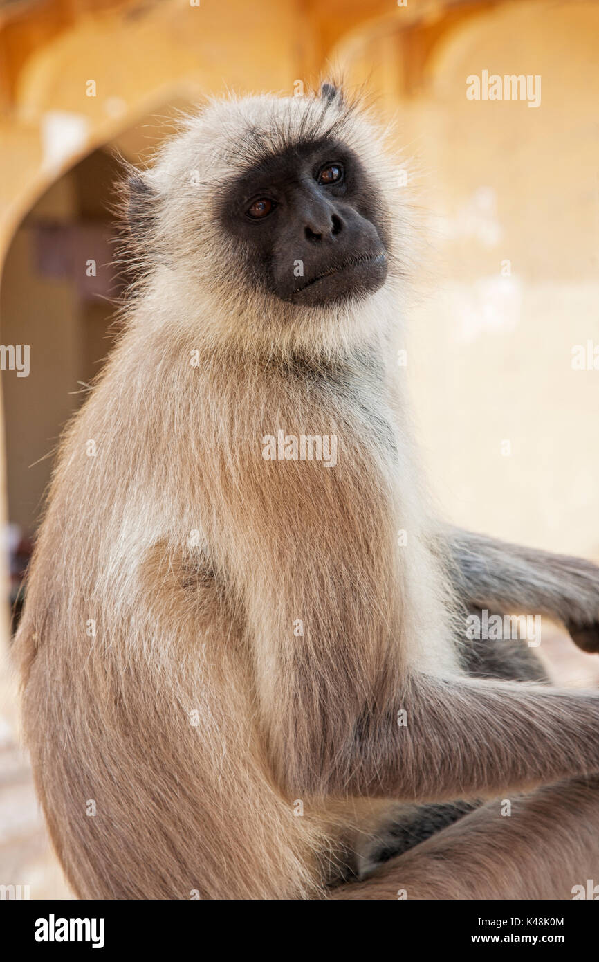 Grigio scimmia Langur Presbytis entellus è considerata come sacri dell'Induismo. Jodhpur Rajasthan in India. Foto Stock