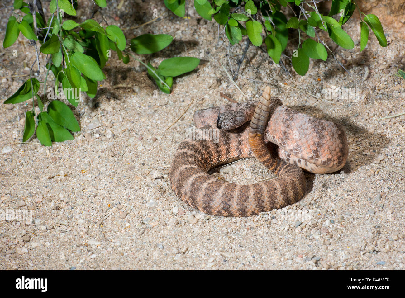 Tiger Rattlesnake Crotalus tigri Tucson Pima County, Arizona, Stati Uniti 28 agosto 2017 dai Viperidi adulti Foto Stock