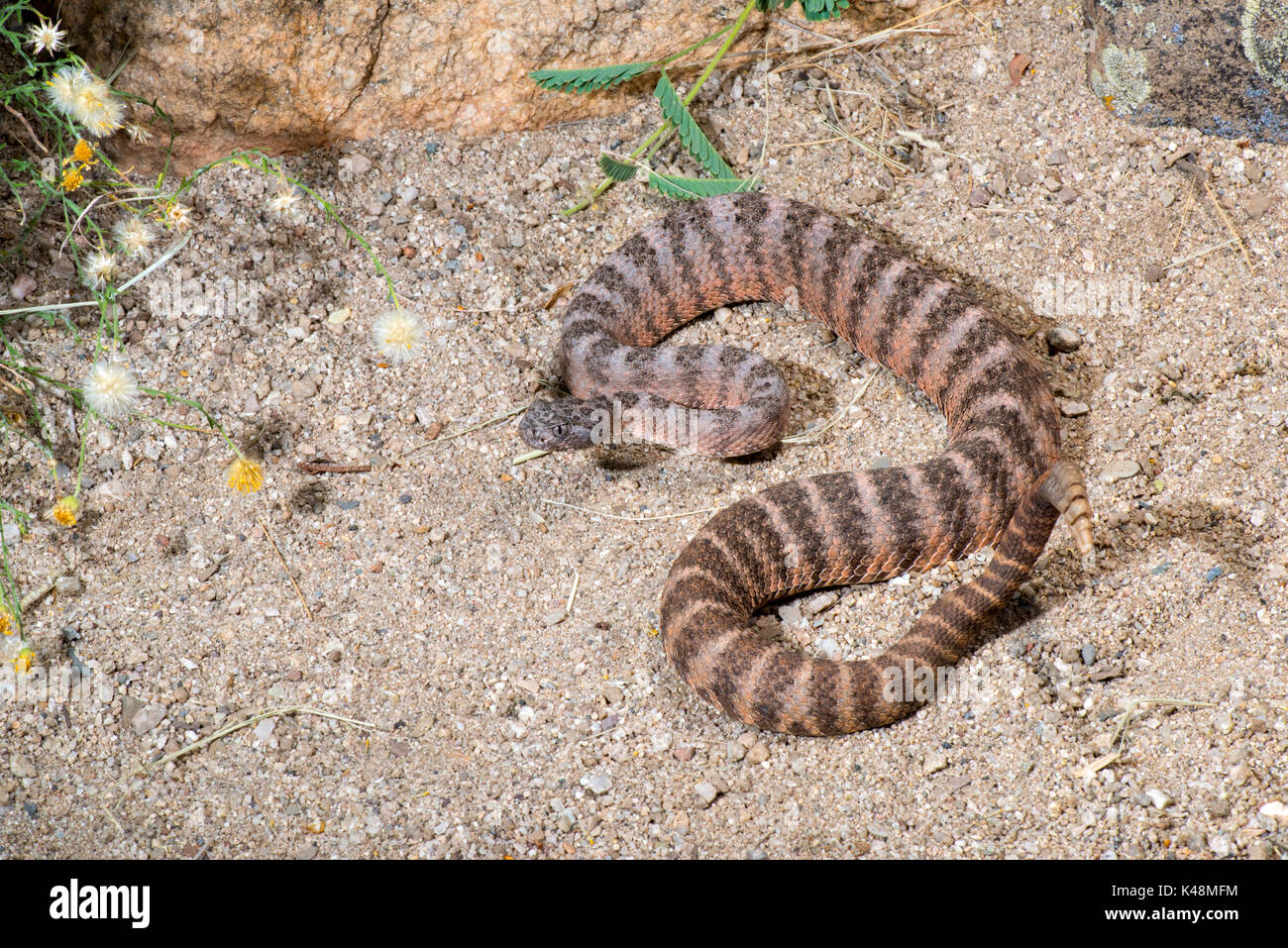 Tiger Rattlesnake Crotalus tigri Tucson Pima County, Arizona, Stati Uniti 28 agosto 2017 dai Viperidi adulti Foto Stock