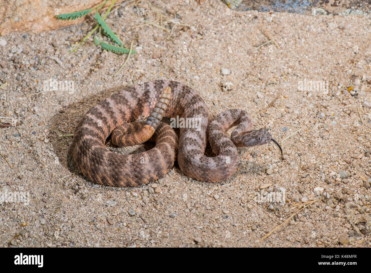 Tiger Rattlesnake Crotalus tigri Tucson Pima County, Arizona, Stati Uniti 28 agosto 2017 dai Viperidi adulti Foto Stock