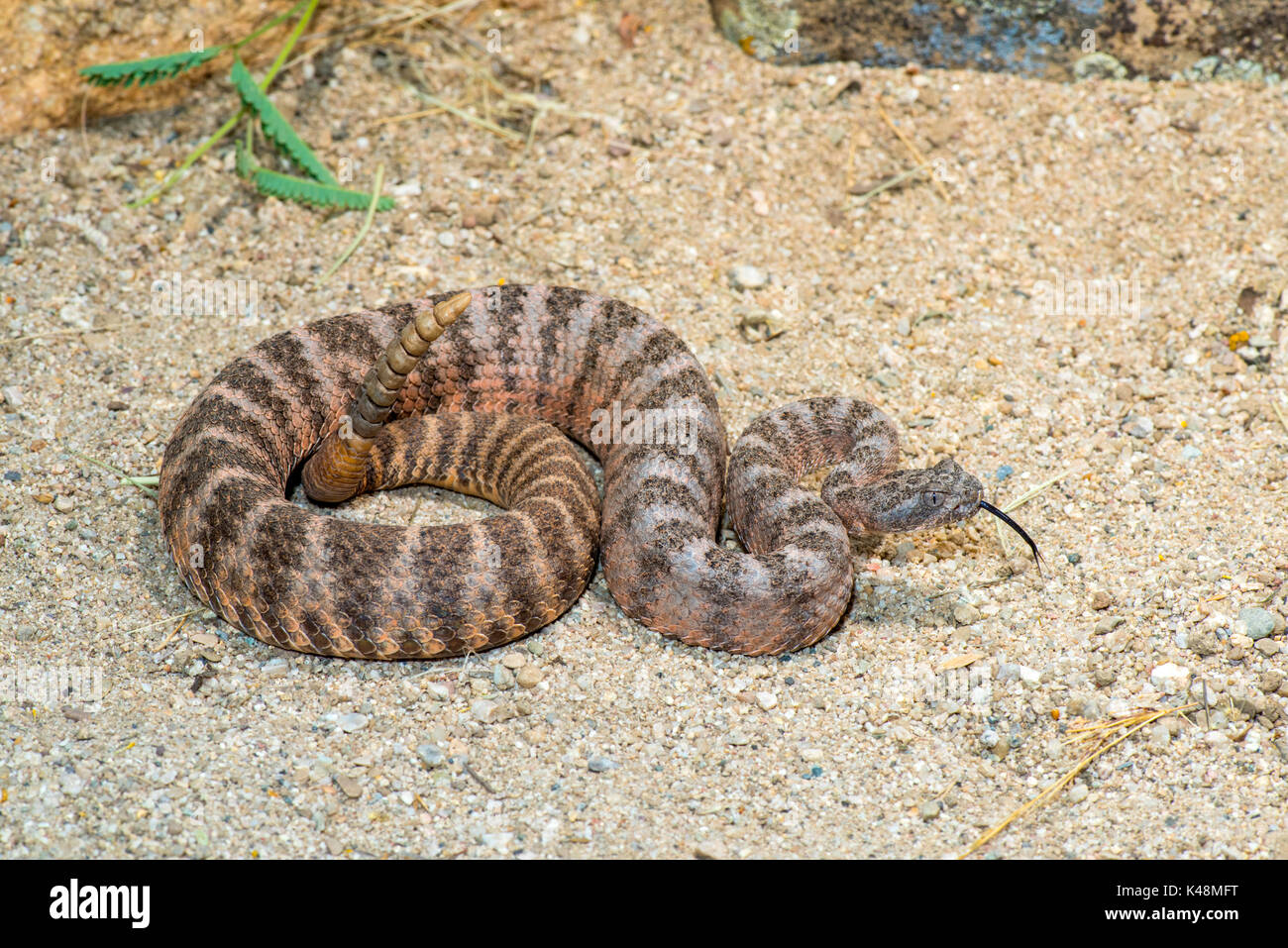 Tiger Rattlesnake Crotalus tigri Tucson Pima County, Arizona, Stati Uniti 28 agosto 2017 dai Viperidi adulti Foto Stock