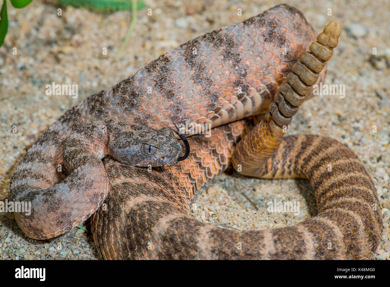 Tiger Rattlesnake Crotalus tigri Tucson Pima County, Arizona, Stati Uniti 28 agosto 2017 dai Viperidi adulti Foto Stock