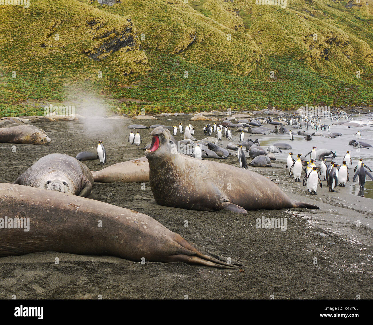 Grande adulti maschi guarnizione di elefante con bocca aperta insufflando vapore nell'aria. colonia di pinguini re in background sulla spiaggia di sabbia nera.Georgia del sud. Foto Stock