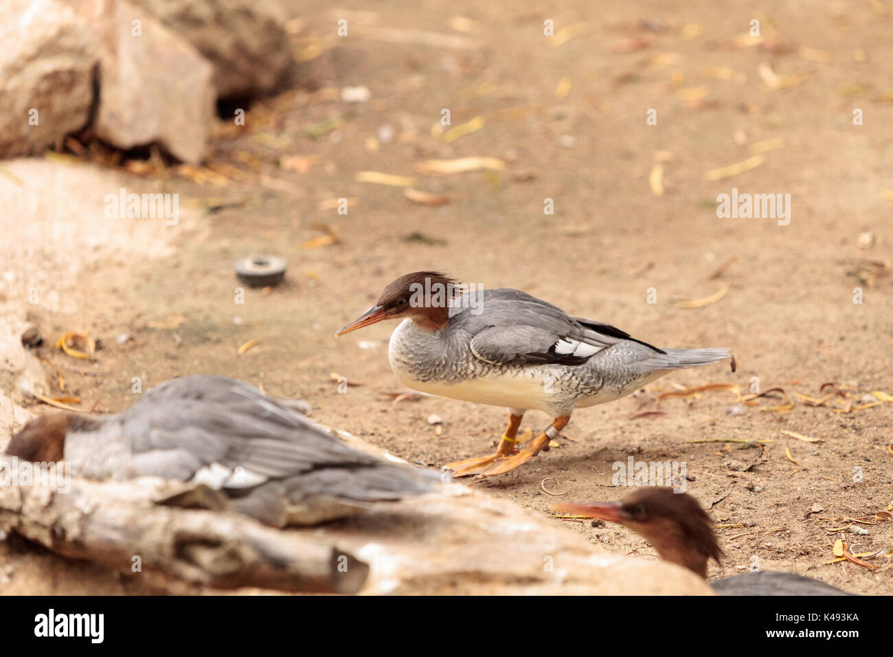 Femmina scagliose facciate Mergus merganser squamatus con una testa rossa si trova nelle foreste dell'Asia orientale Foto Stock