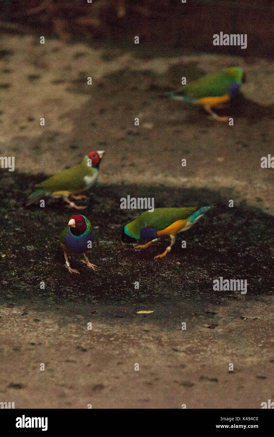 Gouldian finch Erythrura gouldiae è un colorato uccellino dall Australia settentrionale Foto Stock