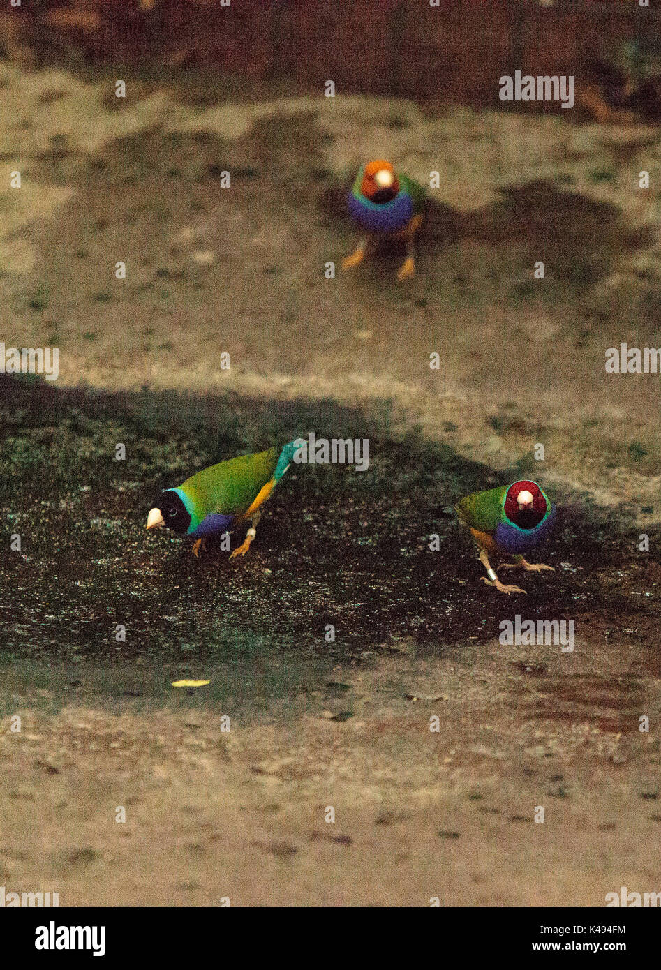 Gouldian finch Erythrura gouldiae è un colorato uccellino dall Australia settentrionale Foto Stock
