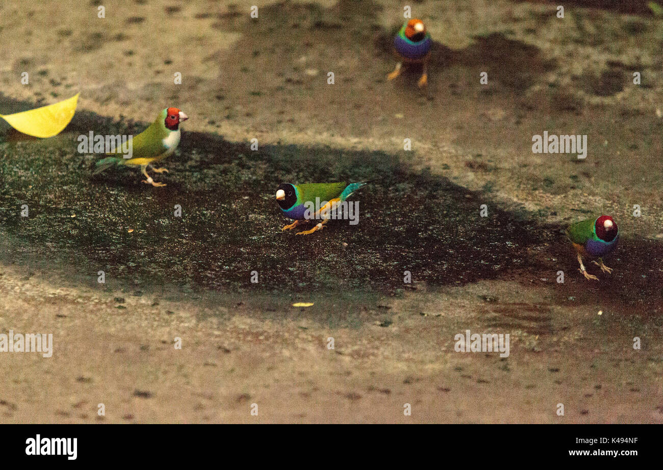 Gouldian finch Erythrura gouldiae è un colorato uccellino dall Australia settentrionale Foto Stock