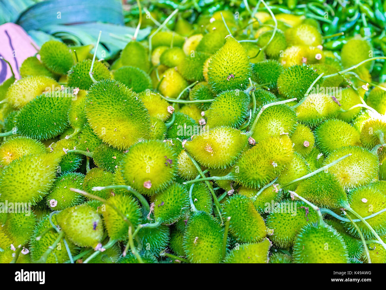 West Indian gherkin (cucumis anguria) è una delle più esotiche verdure in Sri Lanka, mercati wellawaya. Foto Stock