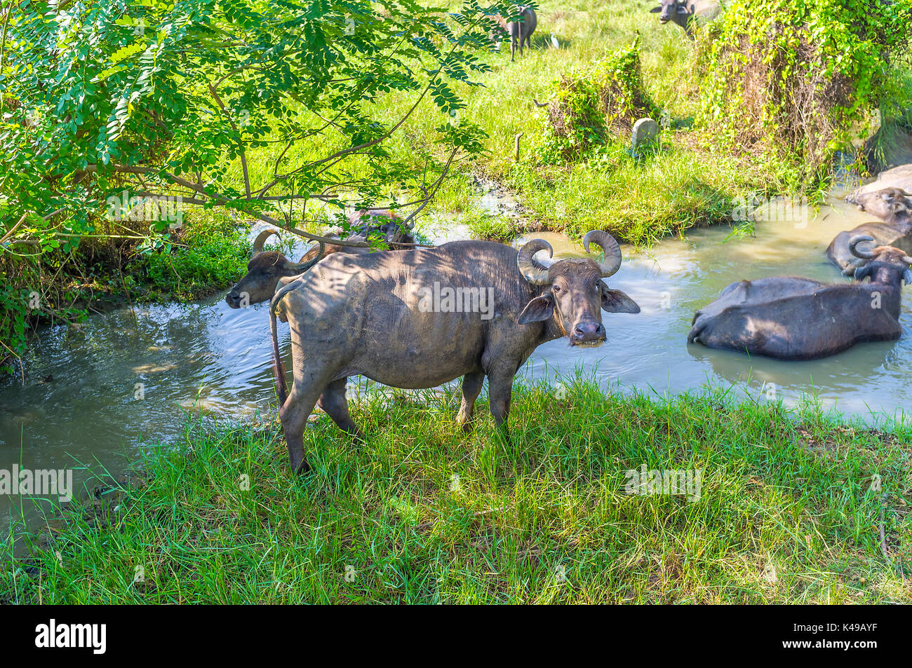 Bufali d'acqua vivere accanto a ancora lenta o di acqua fluente, sri lanka Foto Stock