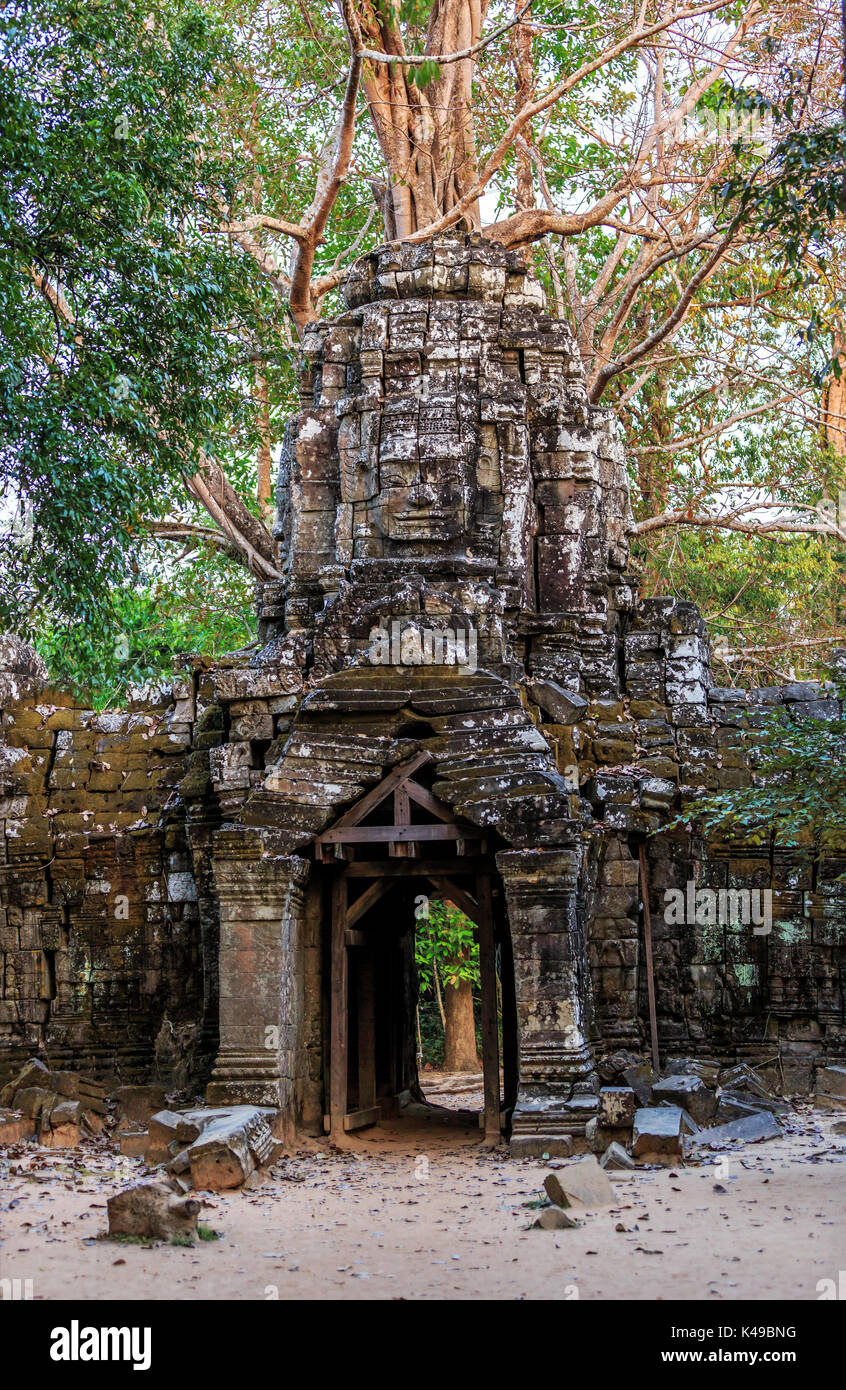 Antica porta di pietra e radici di albero in rovine di buddista di Tempio khmer vicino a Siem Reap, Cambogia Foto Stock
