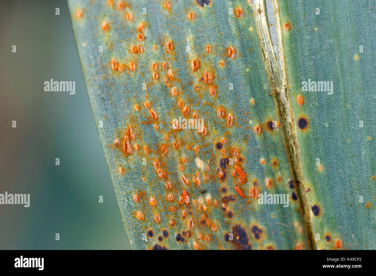 Il Porro ruggine una comune infezione fungina, nome scientifico Puccinia Allii, che colpisce la cipolla famiglia di piante. Foto Stock