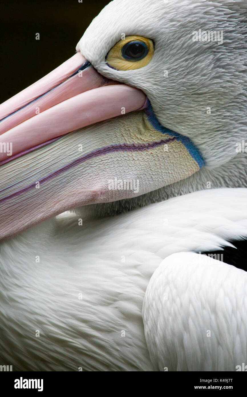 Uccelli in australia Foto Stock