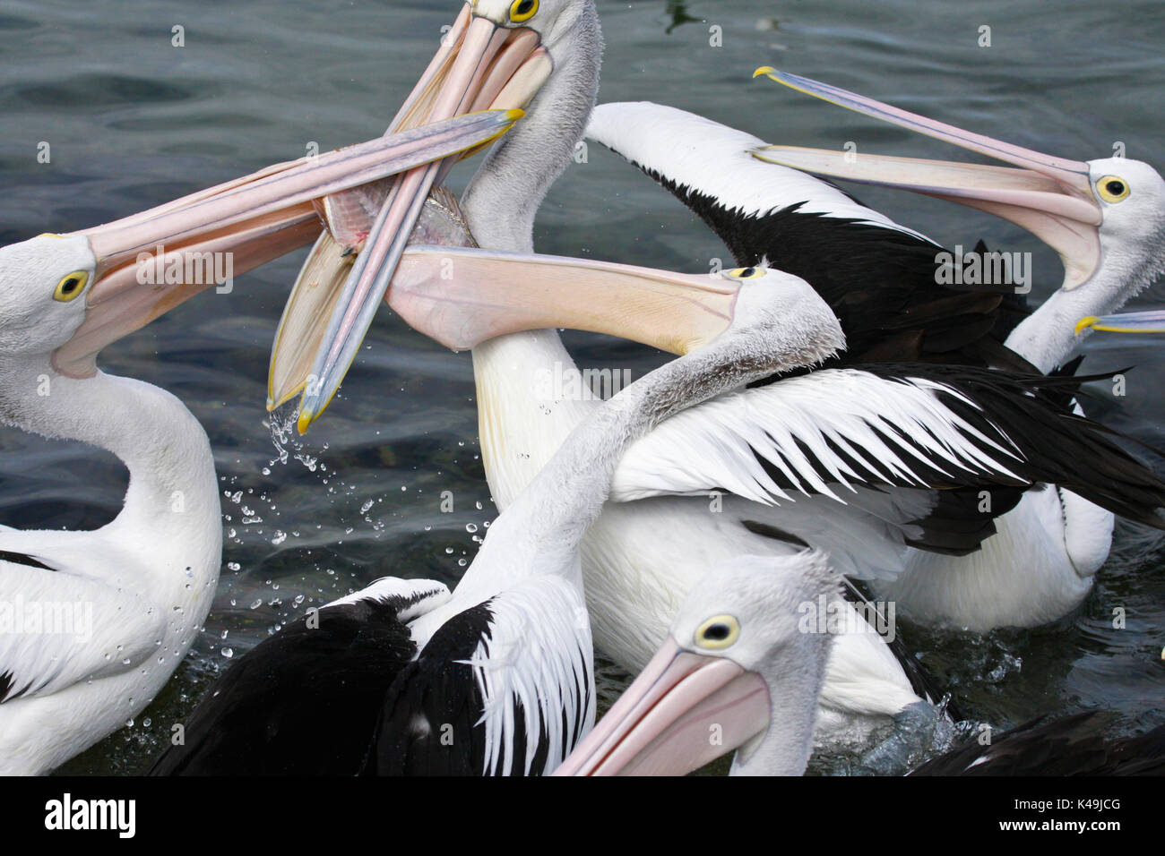 Uccelli in australia Foto Stock