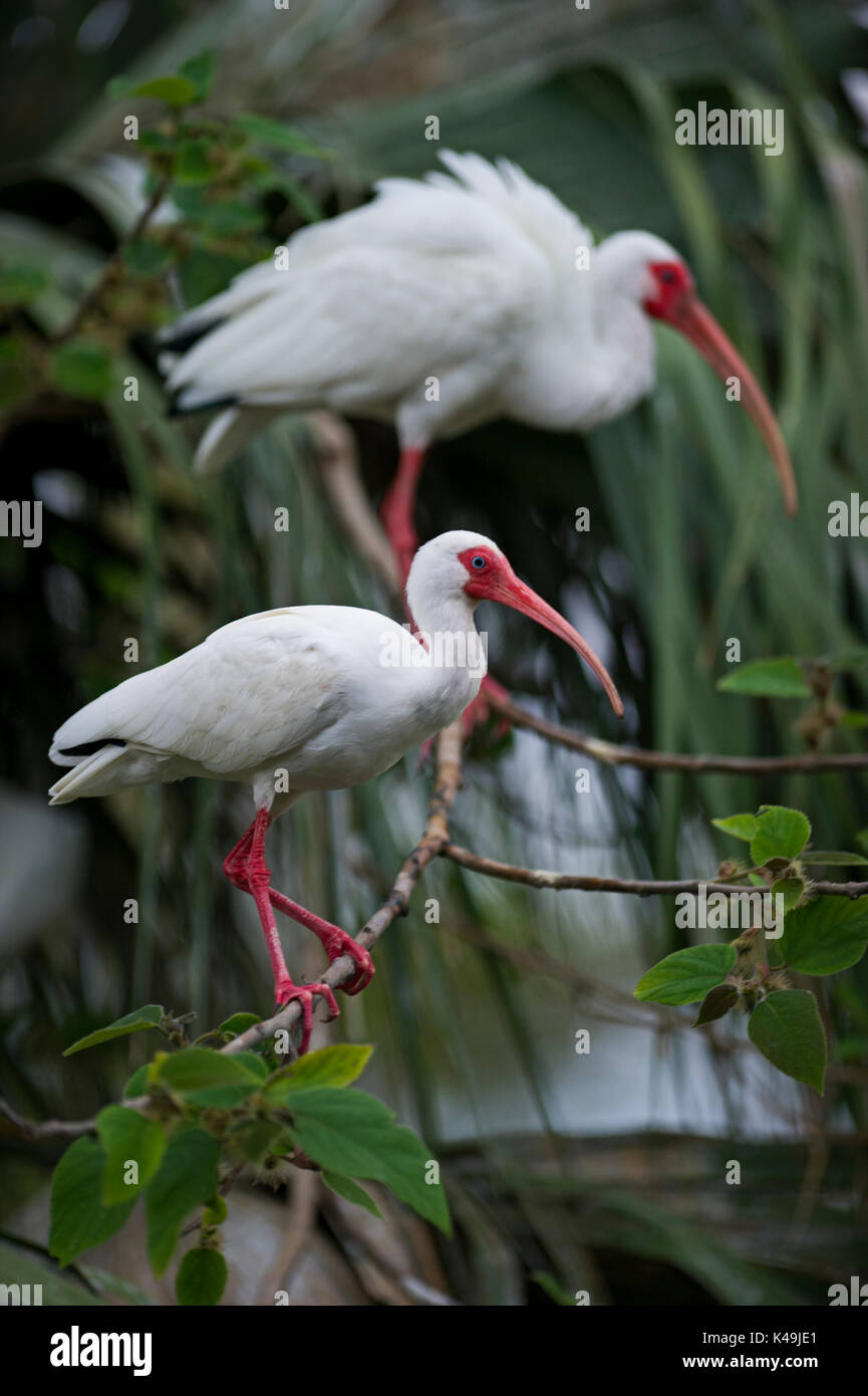Americano bianco Ibis Eudocimus albus Everglades della Florida USA Foto Stock