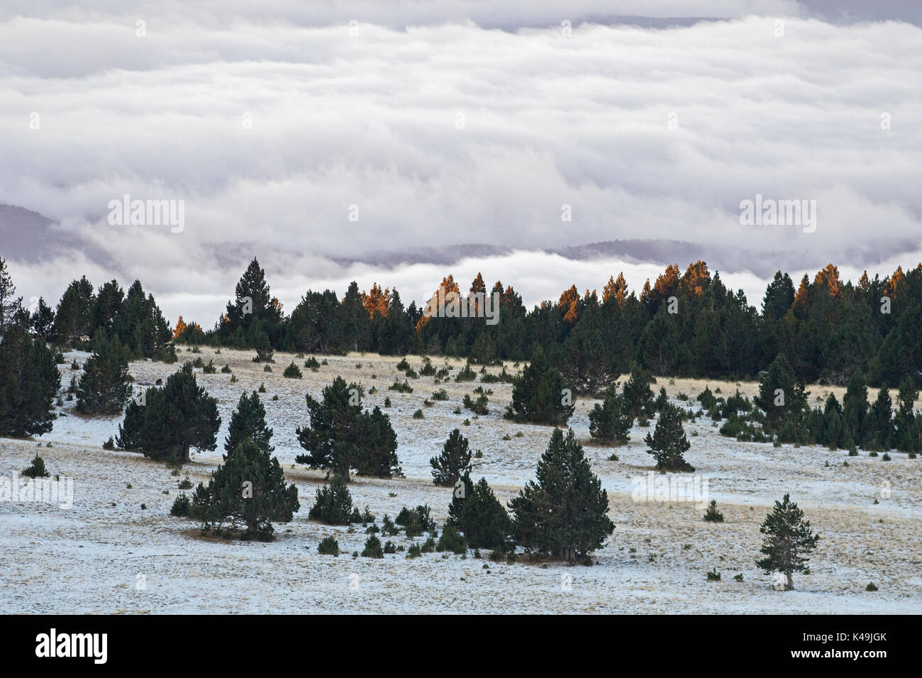 Prato alpino all'alba in inverno, habitat di Chamoix in pre-Pirenei vicino a Solsona, Spagna Foto Stock