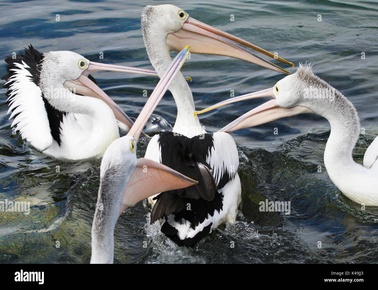 Uccelli in australia Foto Stock