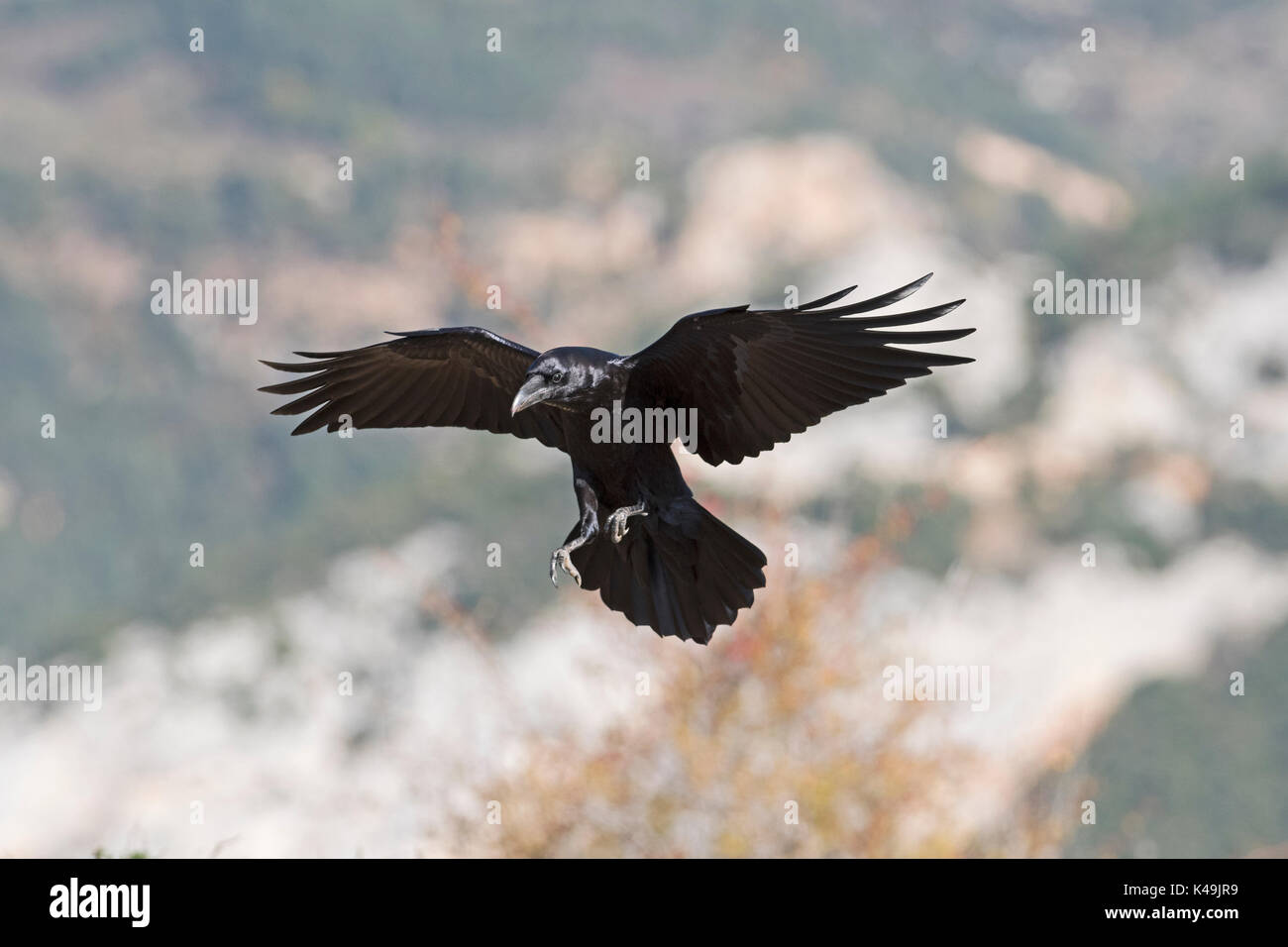 Comune di Corvo imperiale Corvus corax Pirenei spagnoli Foto Stock