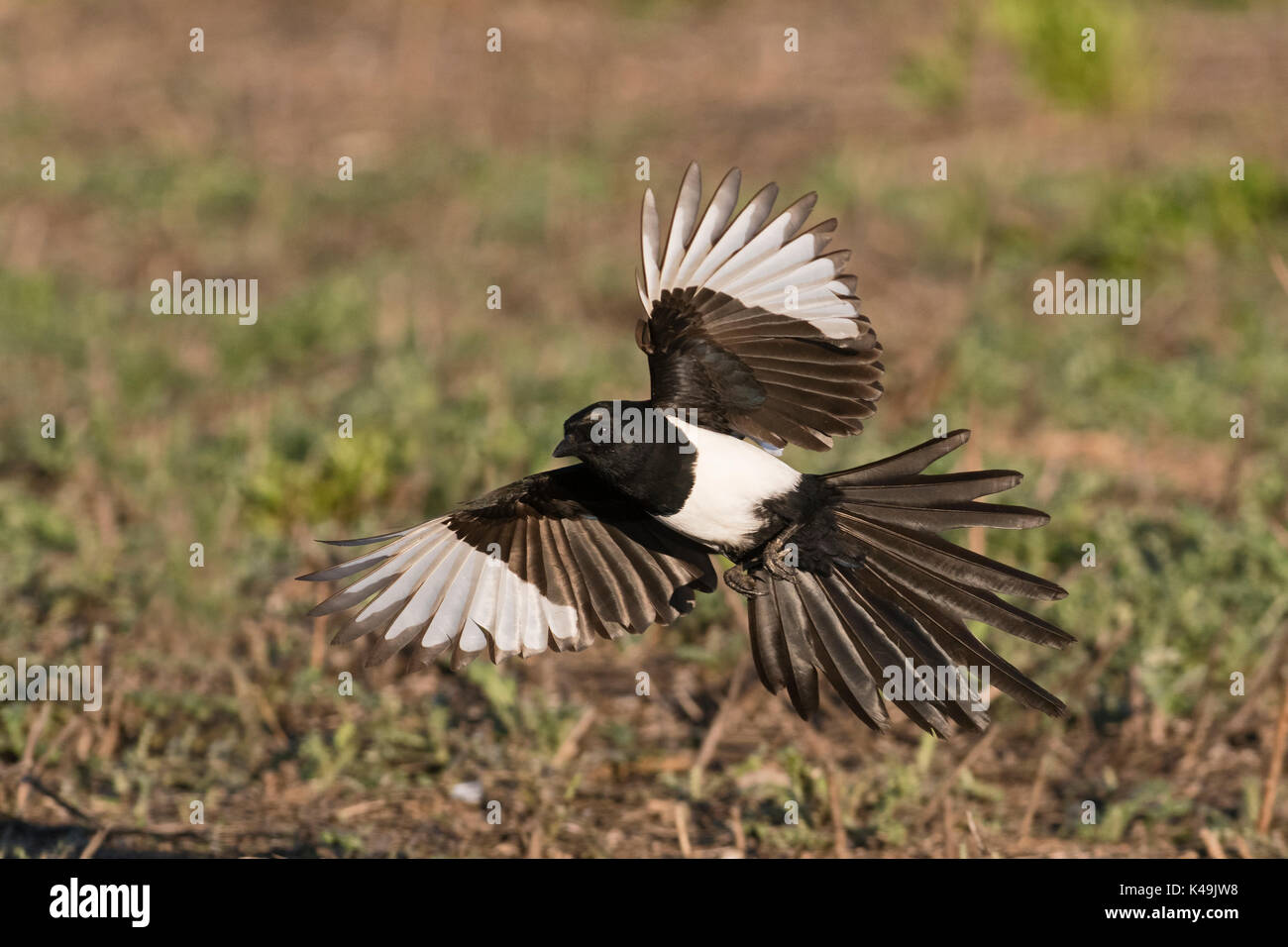 Eurasian Gazza Pica pica Spagna inverno Foto Stock