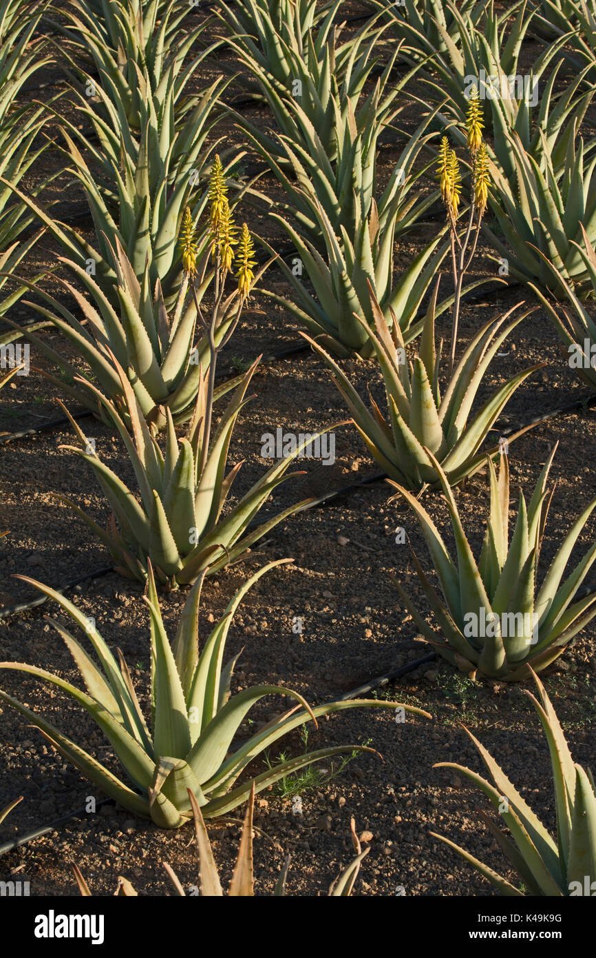 Aloe vera coltivazione in Fuerteventura, Isole Canarie, Spagna, Europa Foto Stock