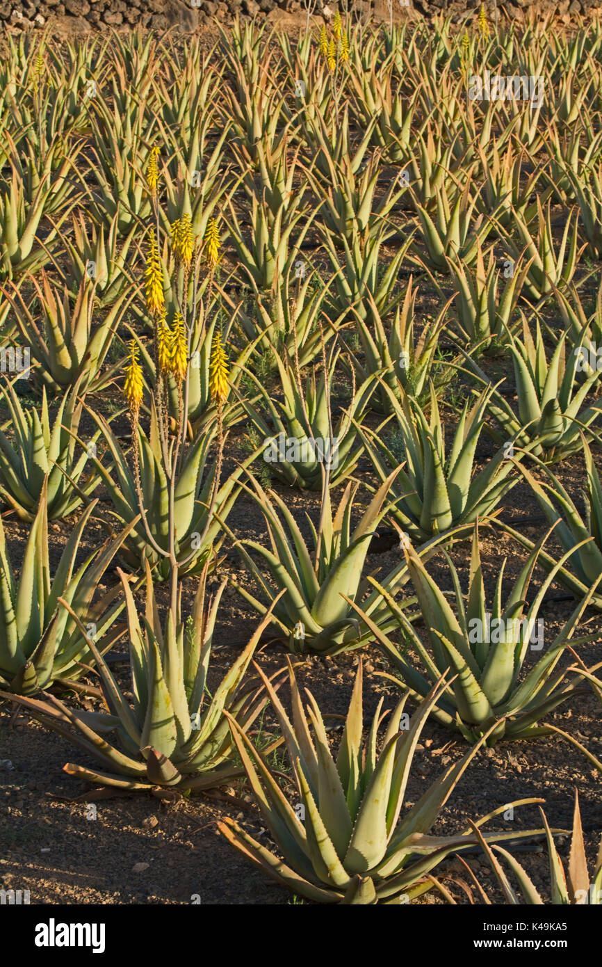 aloe vera xxl Aloe Vera Gel Puro, 100 % natürlich, bio, vegan – XXL Lashes main image 1