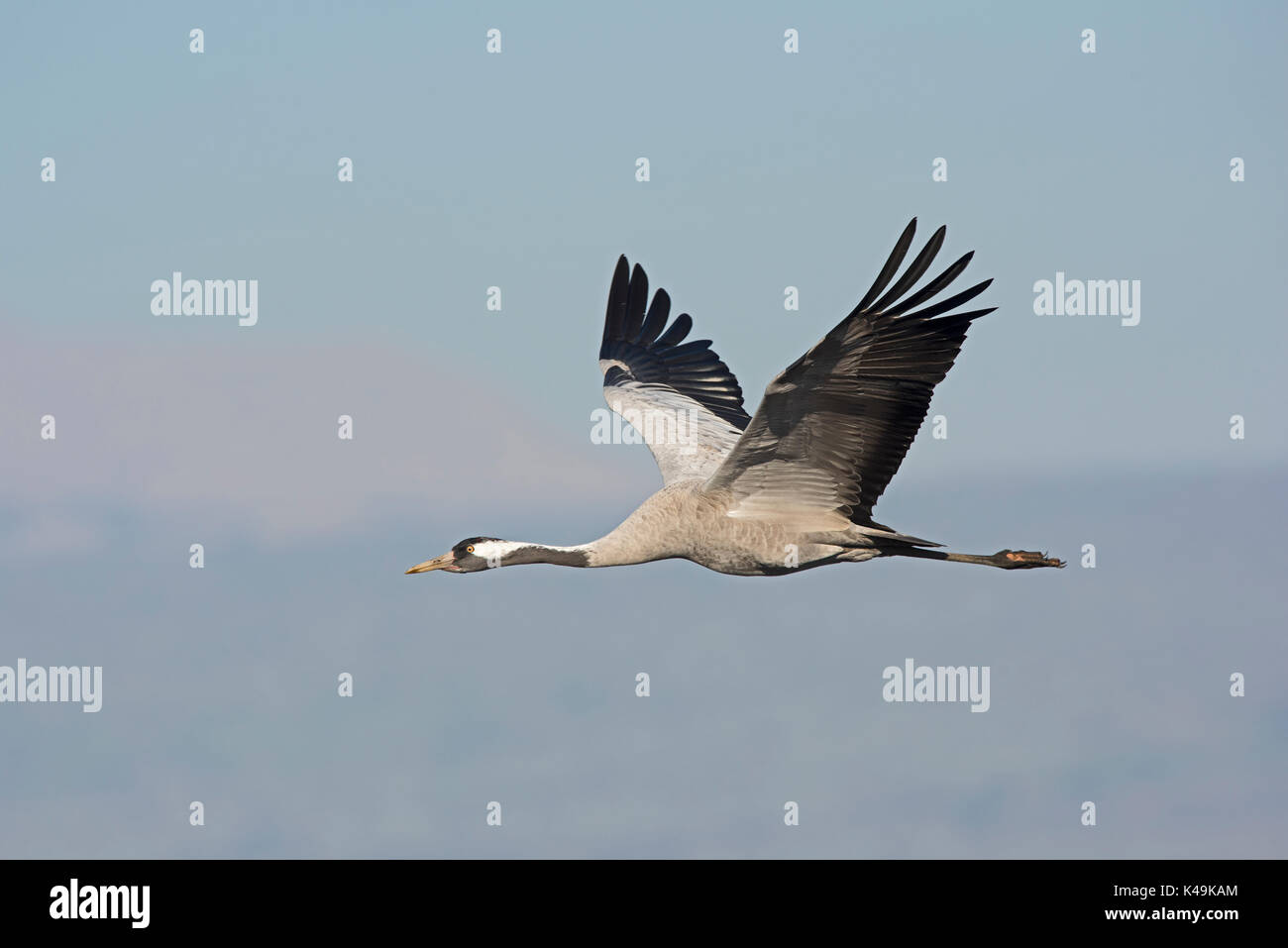 Gru comune grus grus Hula settentrionale di Israele inverno Foto Stock