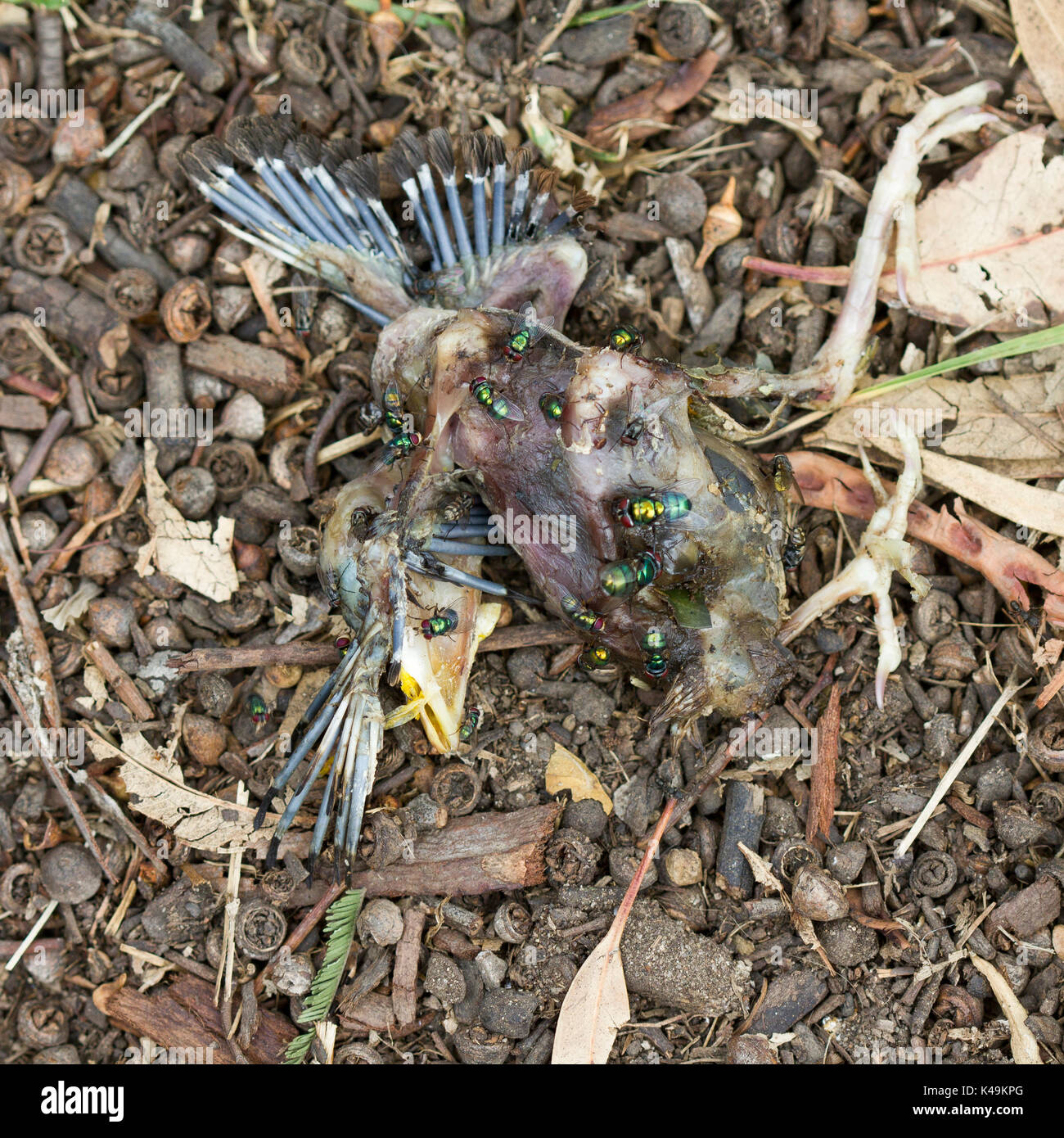 Uccelli in australia Foto Stock