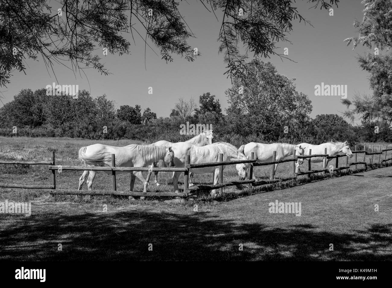 Camargue Foto Stock