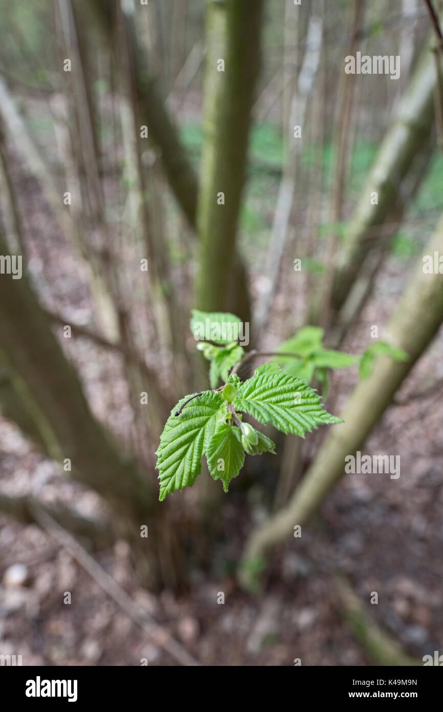 Comune di nocciolo Corylus avellana nuove foglie in primavera in cedui hazel woodland Norfolk Foto Stock