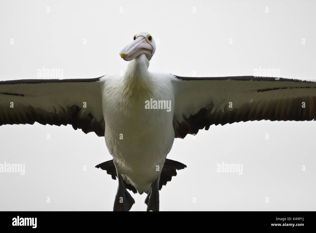 Uccelli in australia Foto Stock