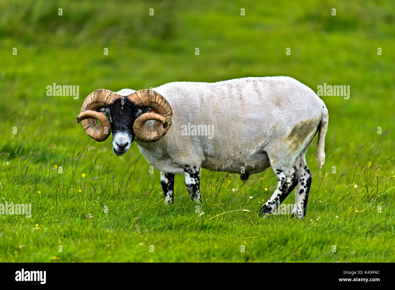 Scottish Blackface pecore, Ram, Scotland, Regno Unito Foto Stock