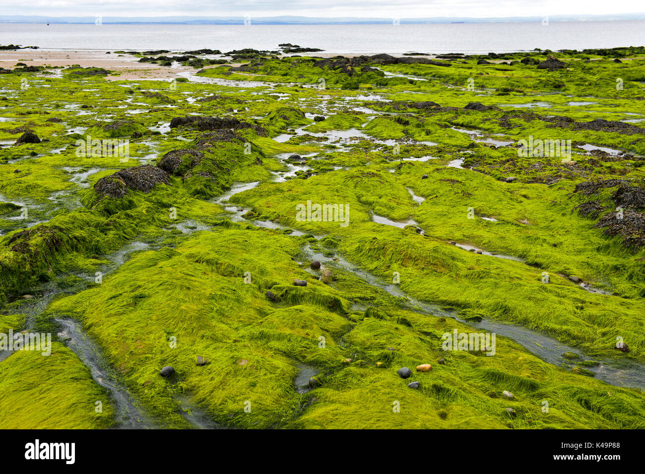 Alghe sommersa sulle rocce costiere durante la bassa marea nel Largo Bay, Lower Largo, Fife, Scozia, Regno Unito Foto Stock