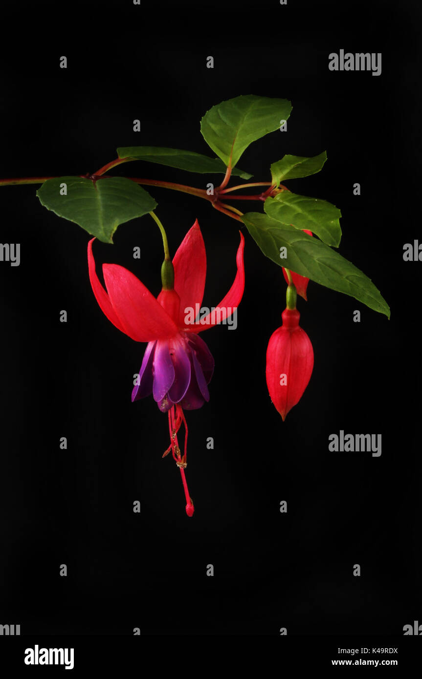 Fuscia fiore, germoglio di fiore e foglie isolati contro uno sfondo nero Foto Stock