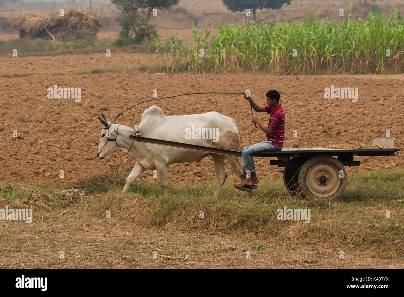 Un giovane uomo di guidare il suo bue e il carrello su un campo di fattoria Foto Stock