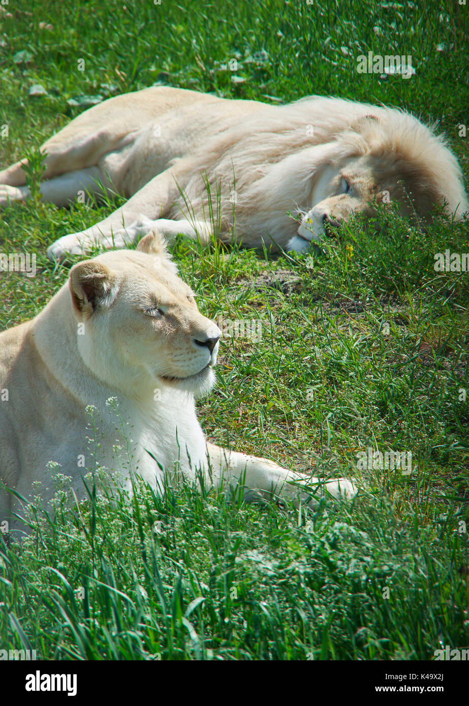 White Lions. Coppia di leoni in appoggio Foto Stock