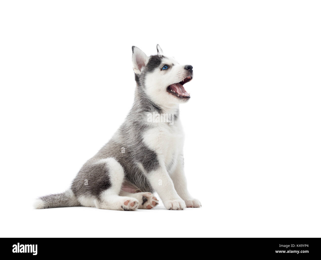 Interessante giocoso cucciolo di husky serba guardando verso l'alto. Foto Stock