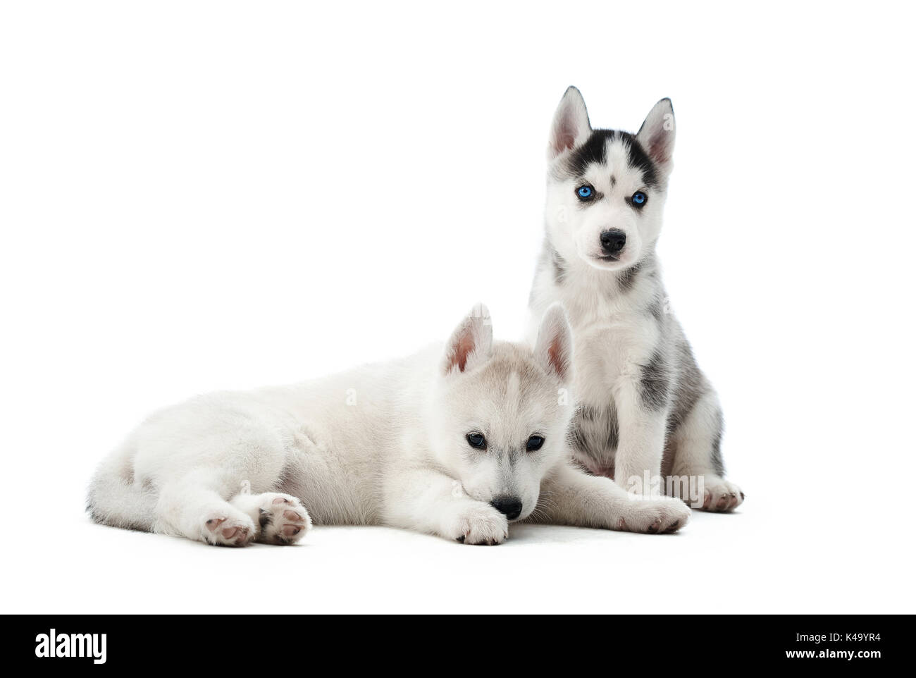 Piccoli cuccioli siberian husky cani riposo dopo l'attività. Foto Stock