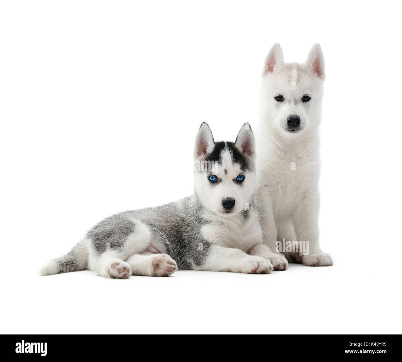 Husky cuccioli come lupo con il grigio e il bianco colore della pelliccia. Foto Stock