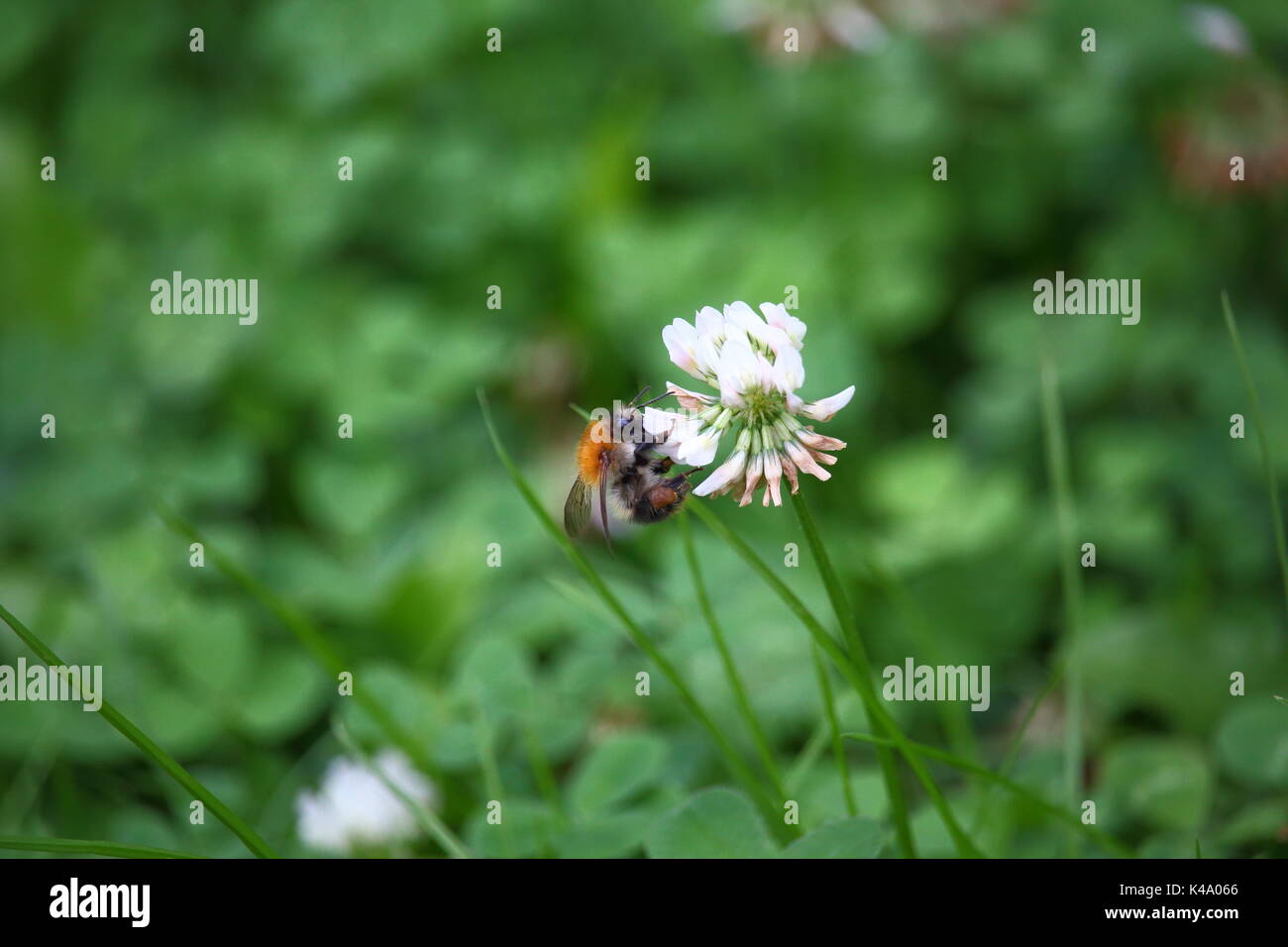 Bumblebee su un fiore Foto Stock
