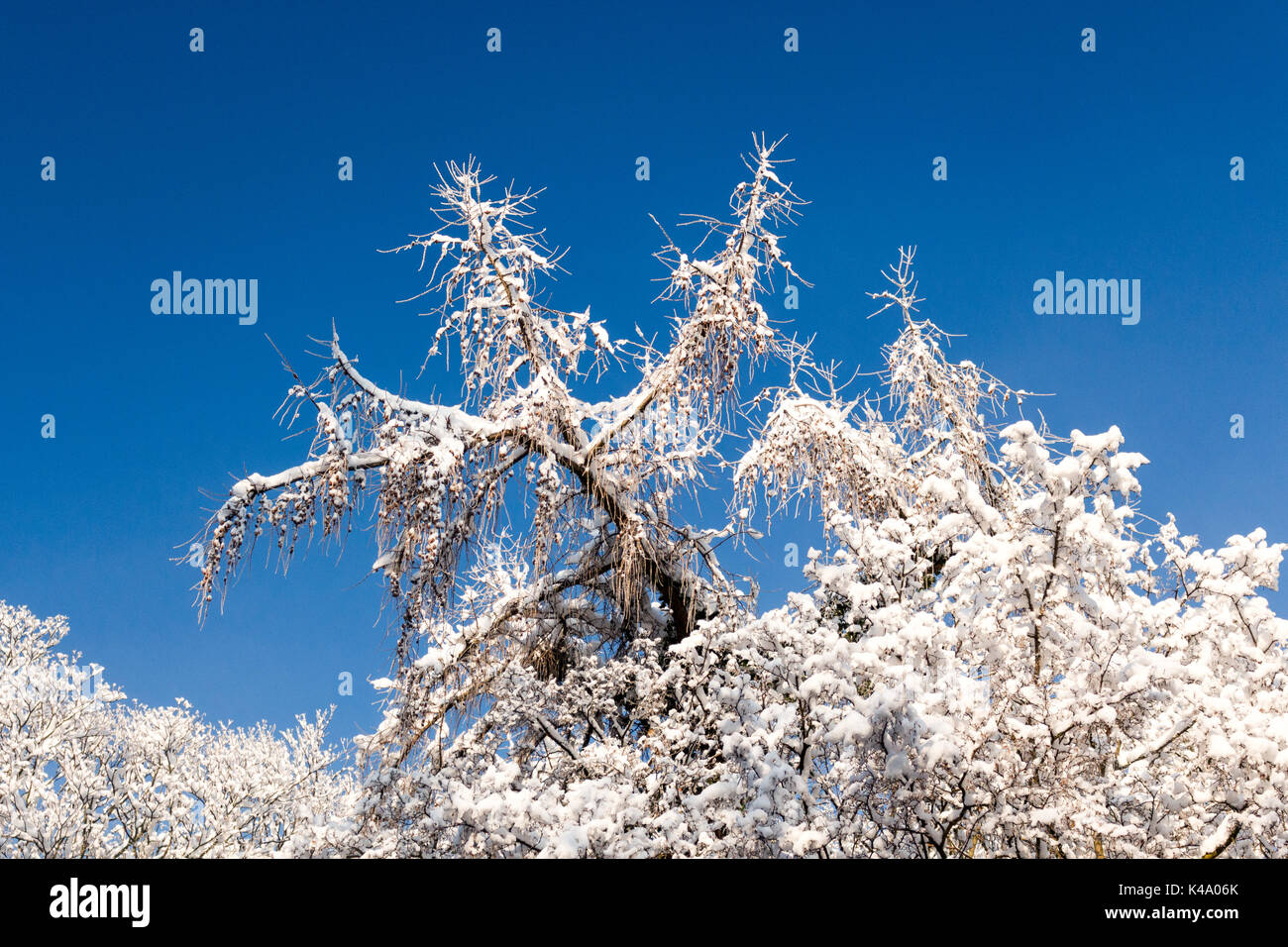 Mit Schnee bedeckte Bäume im winte Foto Stock