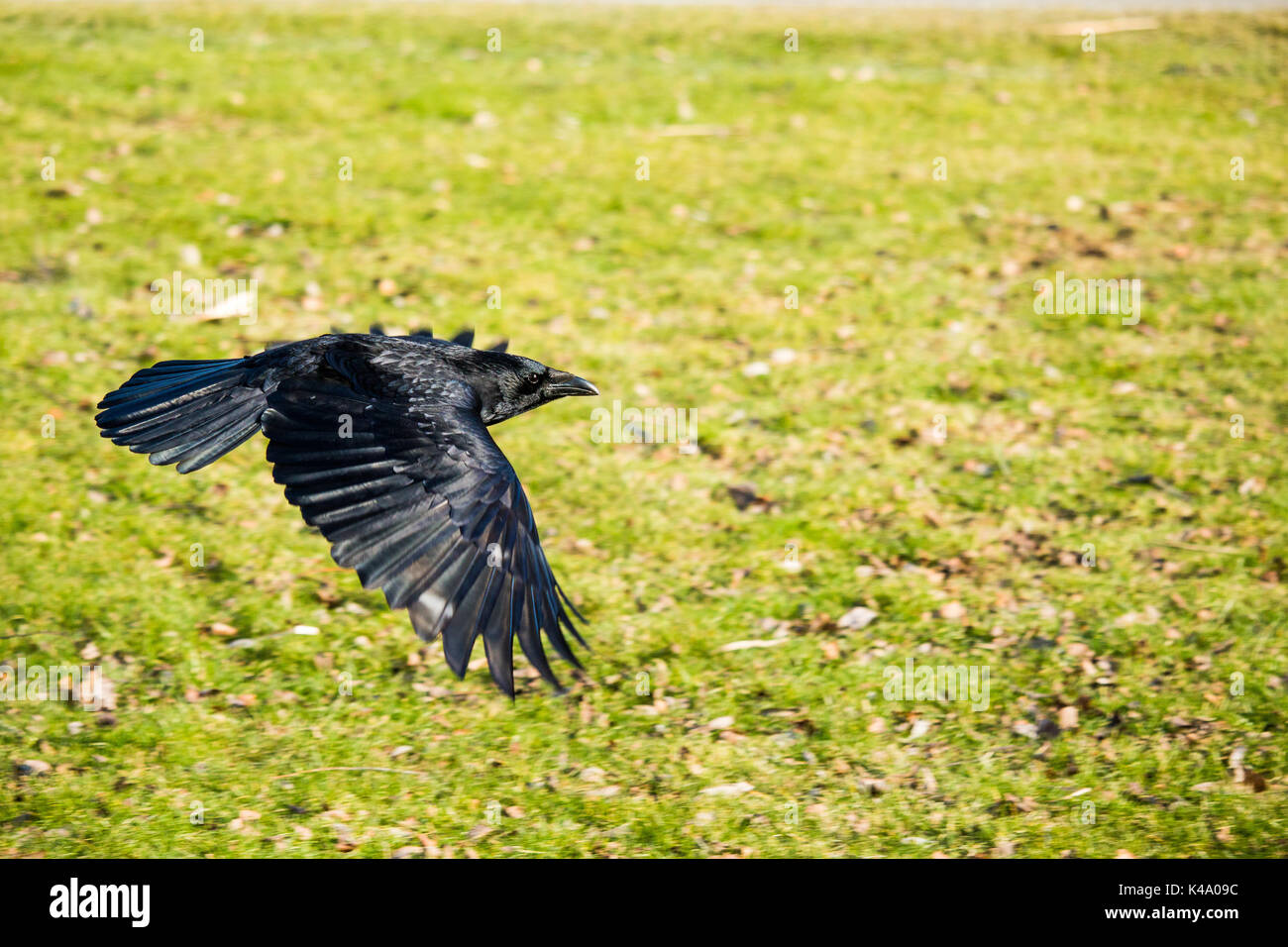 Fliegende Krähe im Park Foto Stock