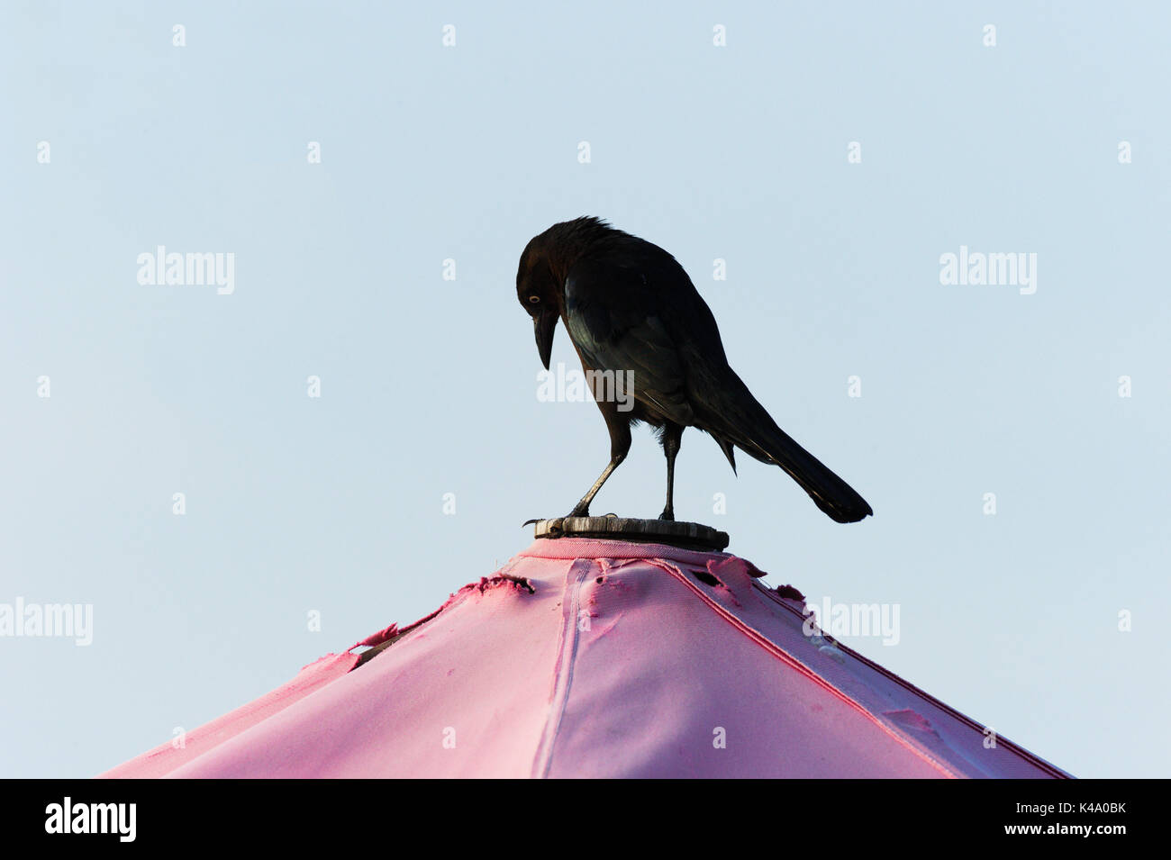 Raven Black Bird è un corvo nero uccello sstanding cercando contemplativo e grave. Foto Stock