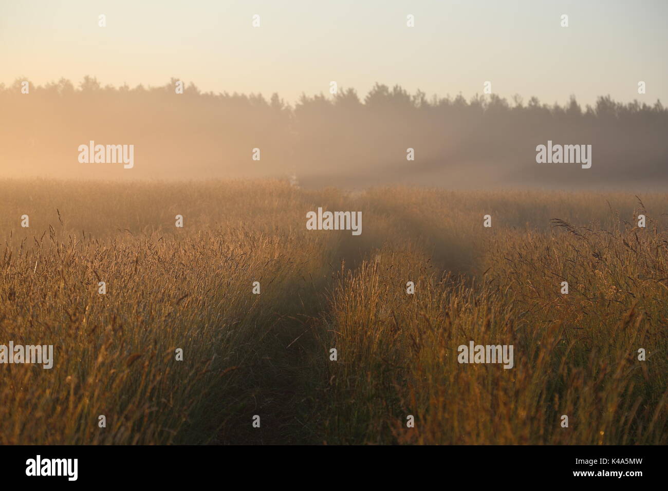 La nebbia tramonto sul prato erboso in bialowieza parco nazionale in Polonia Foto Stock