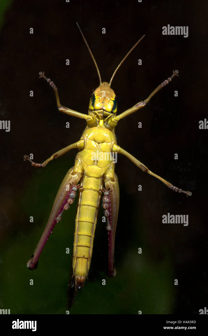 Jungle Grasshopper, Orthoptera sp, Thailandia, che illustra il lato inferiore, piedi sul vetro marrone scuro con strisce viso Foto Stock