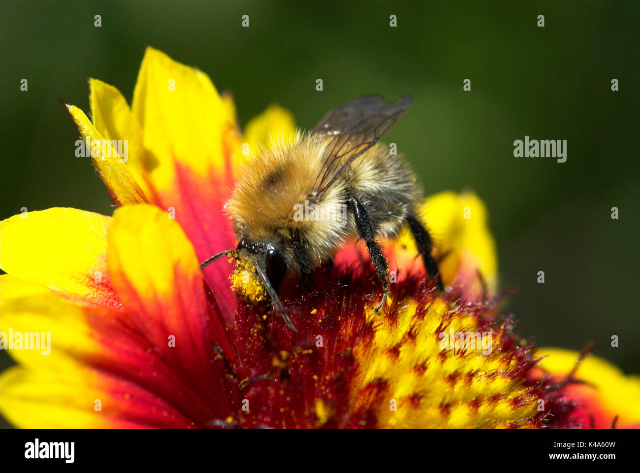 Carda comune Bee, Bombus pascuorum, impollinatori nectaring, sul fiore, Foto Stock