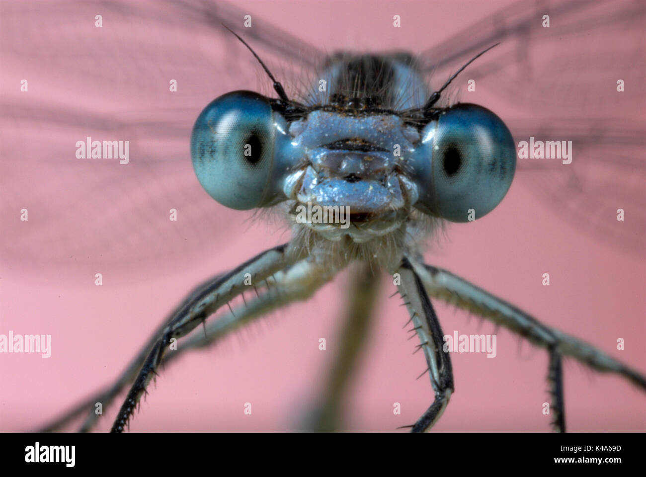 Comune Damselfly blu, Enallaatma cyathigerum, maschio close up mostra occhi composti e la ganascia Foto Stock