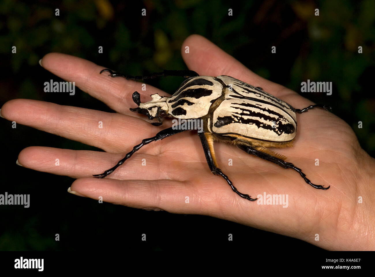 Scarabeo Golia, Goliathus orientalis, trovati in The Congos e Tanzania, a portata di mano per mostrare grande dimensione Cetoniinae Coleoptera Goliathini Scarabaeidae anima Foto Stock