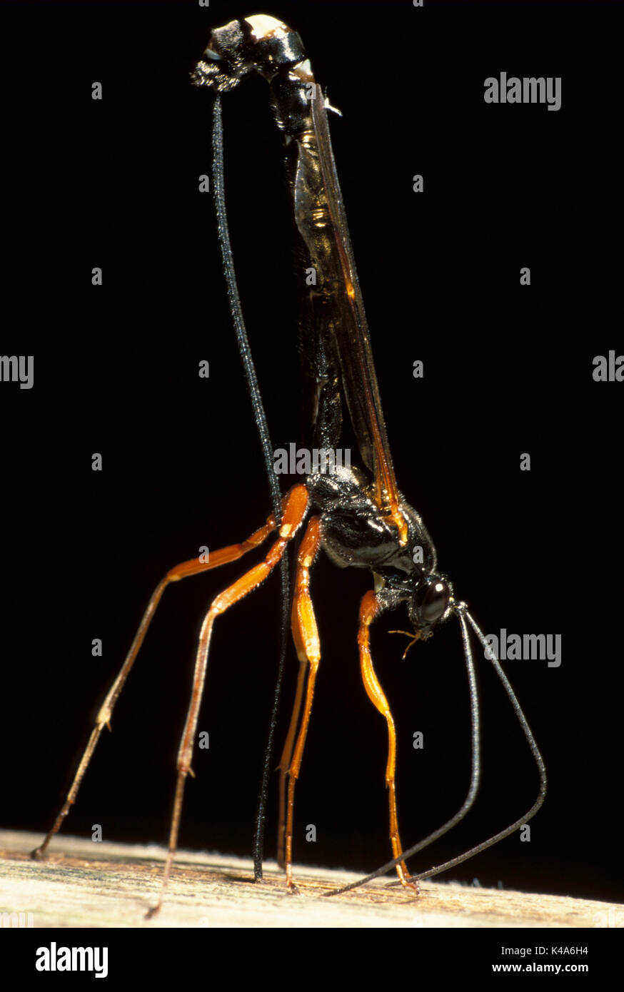 Ichneumon Fly (Rhyssa persuasoria) - ovipositing, posa di uovo in Legno wasp Foto Stock